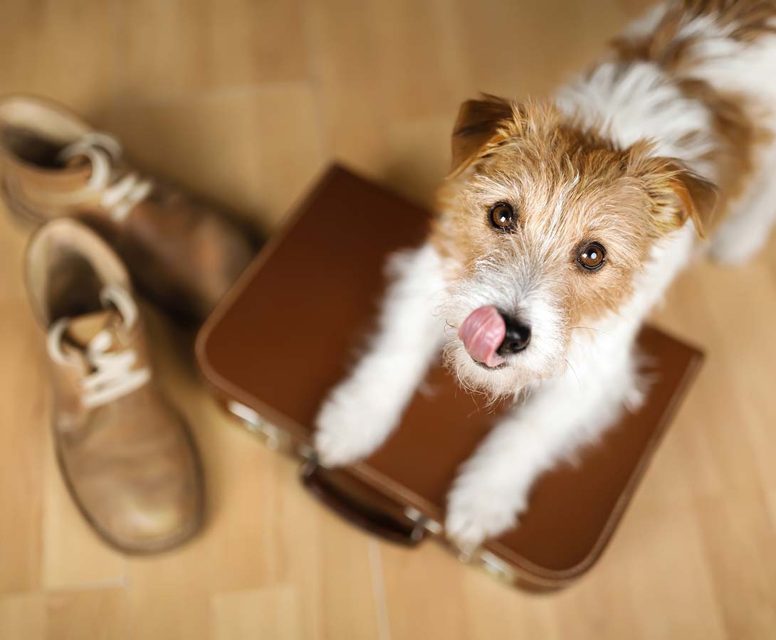 Pet-Friendly Accommodations
