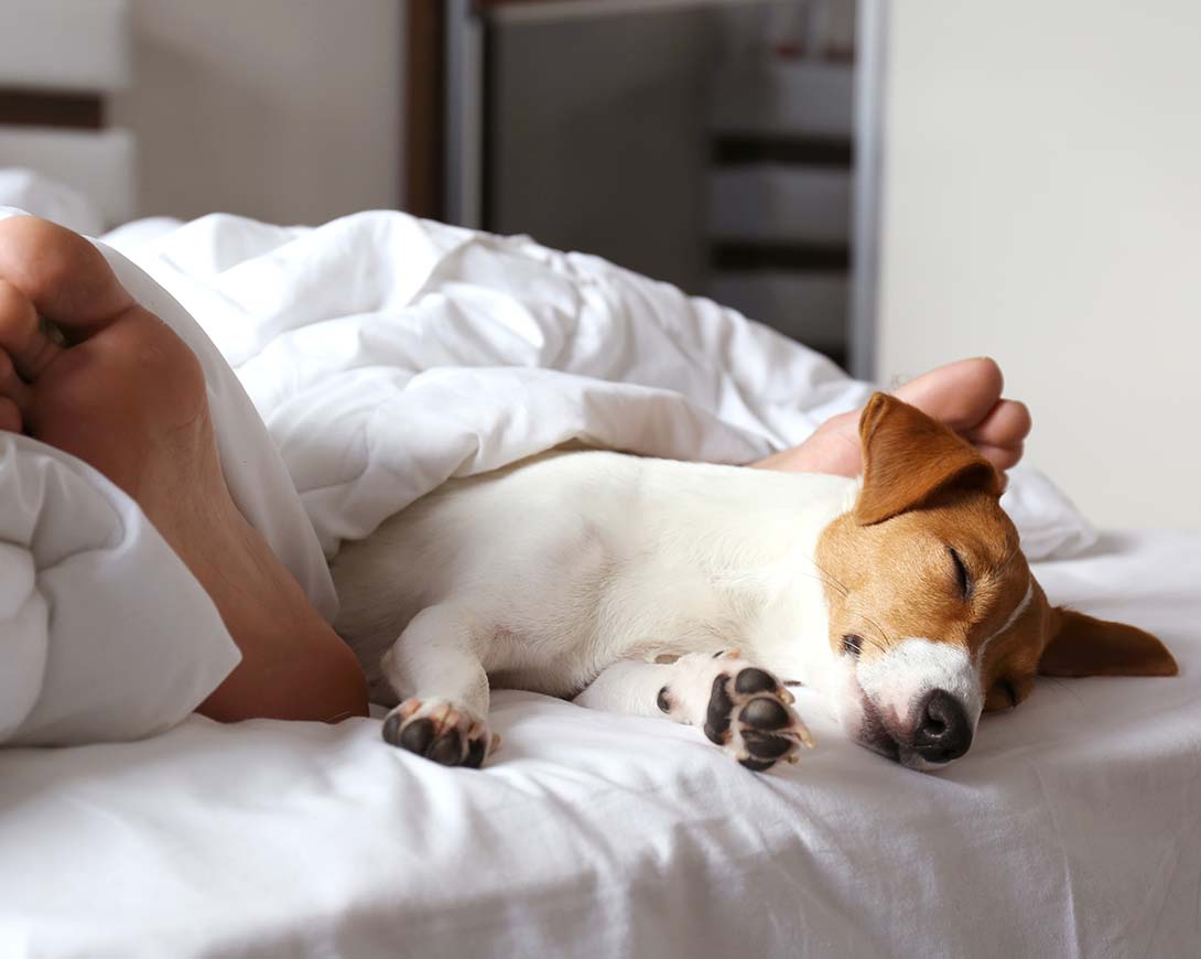 Pet Friendly Stay Because Dogs Are Family Too
